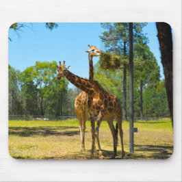 Taronga Western Plains Zoo Dubbo - Giraffen Mousepad