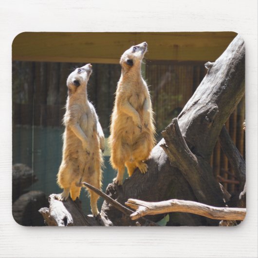 Taronga Western Plains Zoo Dubbo - Meerkat Mousepad (Vorne)