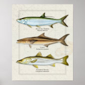 Tarpon, Cobia, Snook Trio Poster (Vorne)