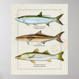 Tarpon, Cobia, Snook Trio Poster