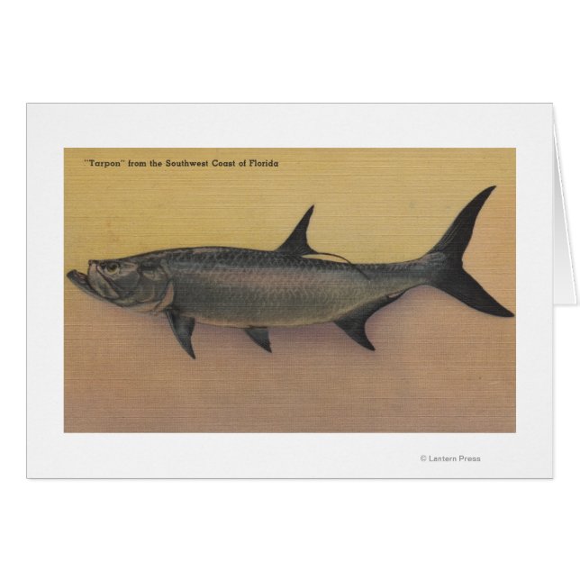 Tarpon Fisch von der SW-Küste Floridas (Vorderseite (Horizontal))