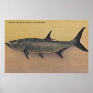 Tarpon Fisch von der SW-Küste Floridas Poster