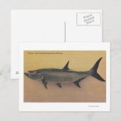 Tarpon Fisch von der SW-Küste Floridas Postkarte (Vorne/Hinten)