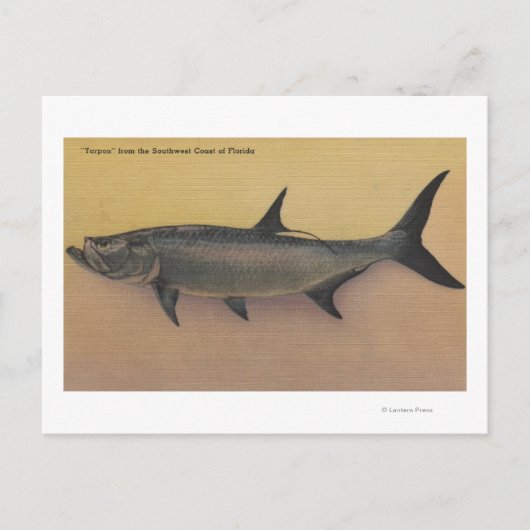 Tarpon Fisch von der SW-Küste Floridas Postkarte (Vorderseite)
