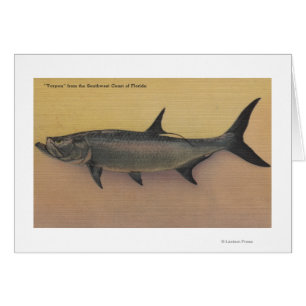 Tarpon-Fische von Schalter-Küste von
