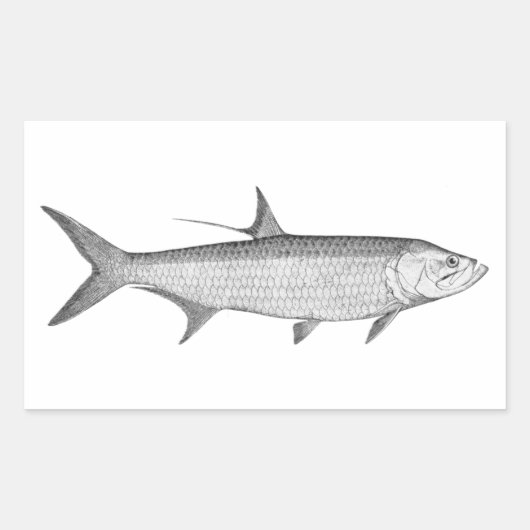 Tarpon-Logo (Linie Art) Rechteckiger Aufkleber (Vorderseite)
