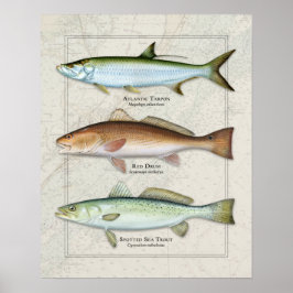 Tarpon, Red Drum, Sea Foreut Trio Poster