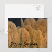 Tarpon Springs Sponge Postkarte (Vorne/Hinten)