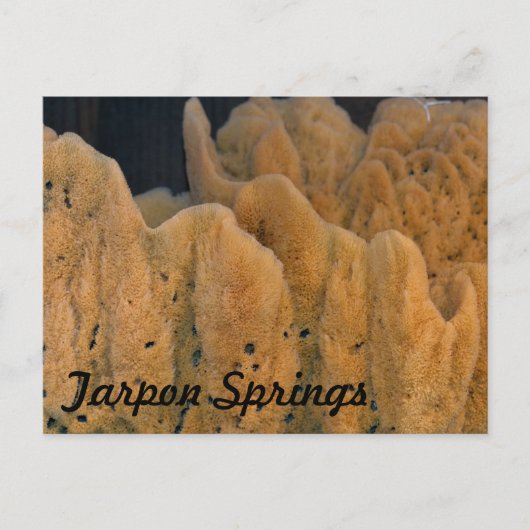Tarpon Springs Sponge Postkarte (Vorderseite)