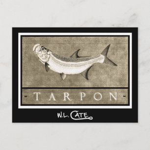 Tarpon Vintage Schwarz-Weiß-Postkarten Postkarte