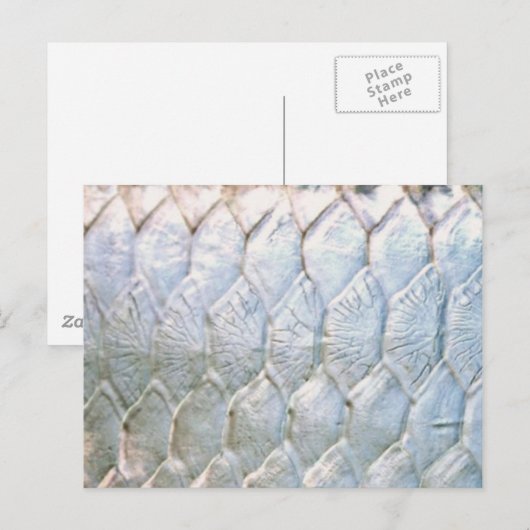 Tarpon von PatternWear© Postkarte (Vorne/Hinten)