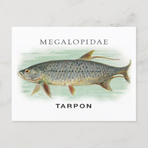 Tarpun-Fischerei Vintage-Fischillustration mit Nam Postkarte