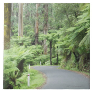 Tarra Bulga Nationalpark, Strzelecki Strecken Fliese
