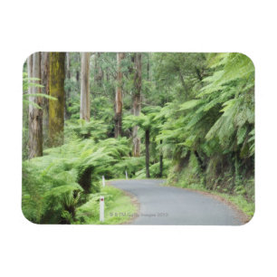 Tarra Bulga Nationalpark, Strzelecki Strecken Magnet