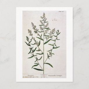Tarragon, Platte 116 von 'A Curious Herbal', öffen Postkarte