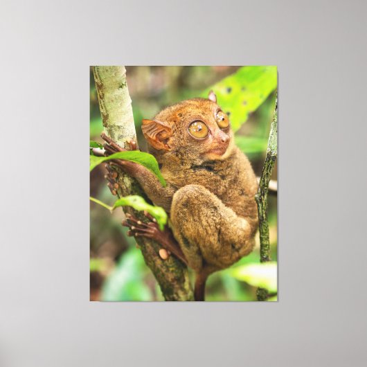 Tarsier Monkey Wildlife Süße Tier Leinwanddruck (Vorderseite)
