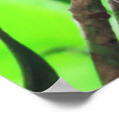 Tarsier Poster (Ecke)