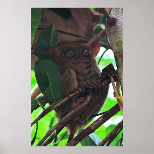 Tarsier Poster (Vorne)