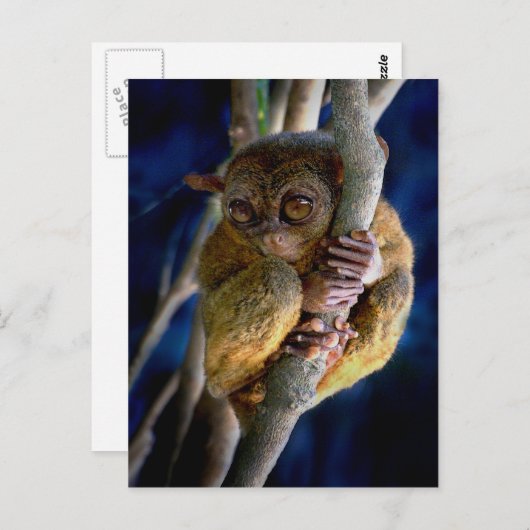 Tarsier Postkarte (Vorne/Hinten)
