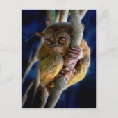 Tarsier Postkarte (Vorderseite)
