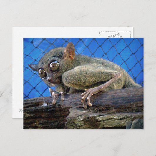 Tarsier Postkarte (Vorne/Hinten)