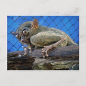 Tarsier Postkarte (Vorderseite)