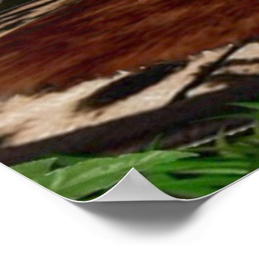 TARZNS VOLLSTÄNDIGER NELSON POSTER (Ecke)