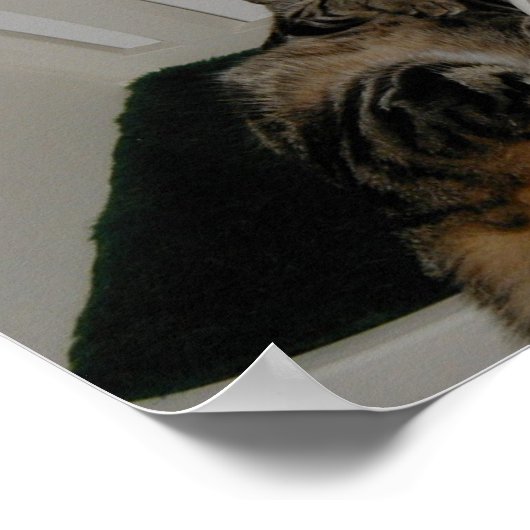 Tasha Bear Poster (Ecke)