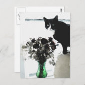 Tasha, die Tuxedo-Katze Postkarte (Vorne/Hinten)
