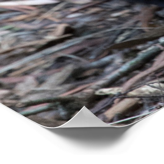 Tasmanian Devil Australia Poster (Ecke)