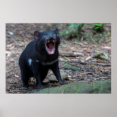 Tasmanian Devil Australia Poster (Vorne)