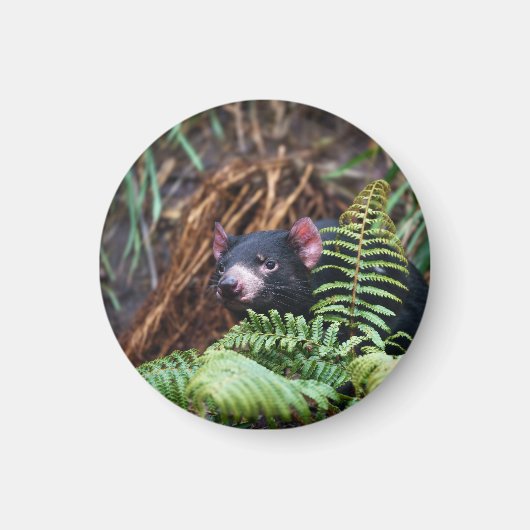 Tasmanian Devil Begegnung Magnet (Vorne)