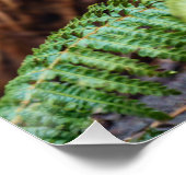 Tasmanian Devil Begegnung Poster (Ecke)