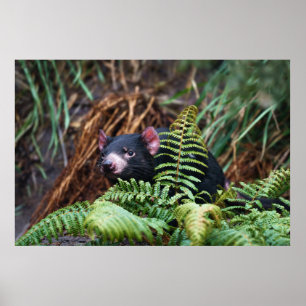 Tasmanian Devil Begegnung Poster