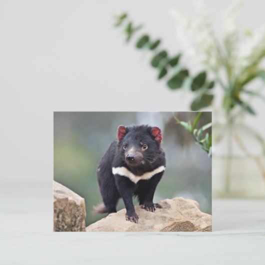 Tasmanian Devil Feiertagspostkarte (Stehend Vorderseite)