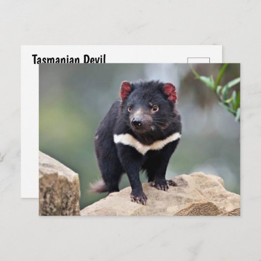 Tasmanian Devil Feiertagspostkarte (Vorne/Hinten)