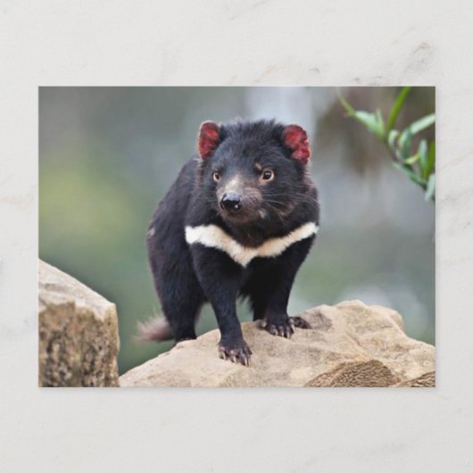 Tasmanian Devil Feiertagspostkarte (Vorderseite)