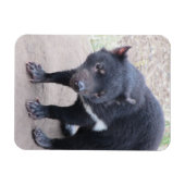 Tasmanian Devil Flexible Magnet (Horizontal)