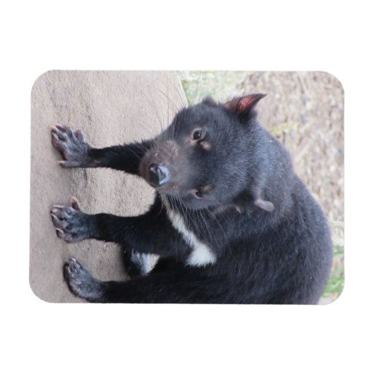 Tasmanian Devil Flexible Magnet (Horizontal)
