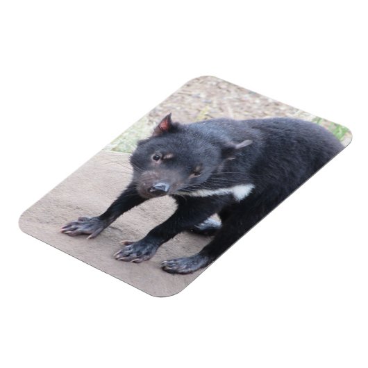 Tasmanian Devil Flexible Magnet (Linke Seite)