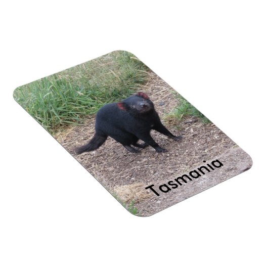 Tasmanian Devil Flexible Magnet (Rechte Seite)