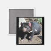 Tasmanian Devil Magnet (Vorderseite/Rückseite)