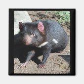 Tasmanian Devil Magnet (Vorne)