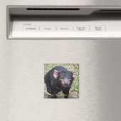 Tasmanian Devil Magnet (In Situ (Geschirrspüler))