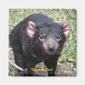 Tasmanian Devil Magnet (Vorne)