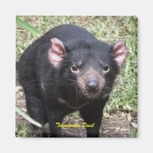 Tasmanian Devil Magnet (Vorne)