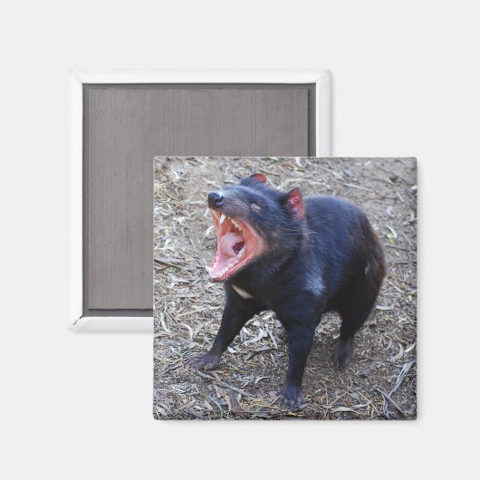 Tasmanian Devil Magnet (Vorderseite/Rückseite)
