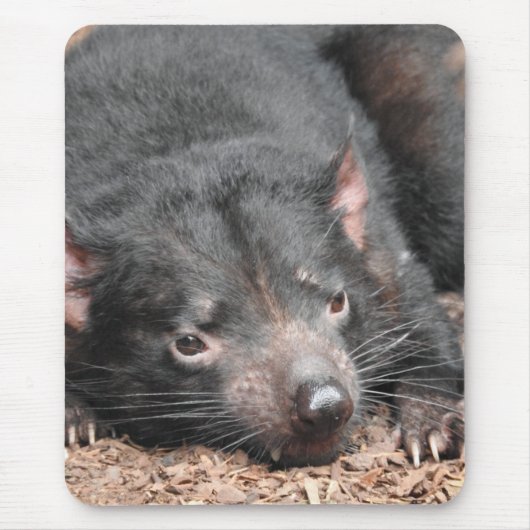 Tasmanian Devil Mousepad (Vorne)