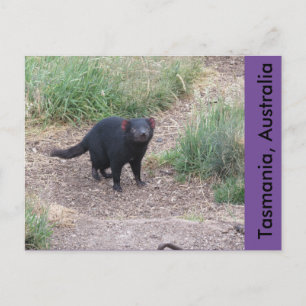 Tasmanian Devil Postcard Postkarte