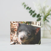 Tasmanian Devil Postcard Postkarte (Stehend Vorderseite)